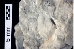 Foto (Detailansicht) von Goniodromites sp. (NHMW-GEO-1990-0041-0387)